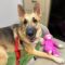 Selah (Asheville Humane)