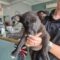 Puppies (CL)