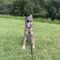 Koda (CL)