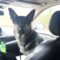 Rosco (CL)